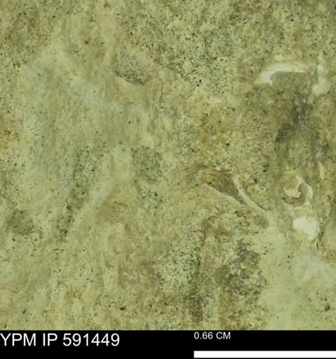 Bivalvia?