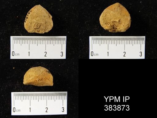 Eatonia medialis
