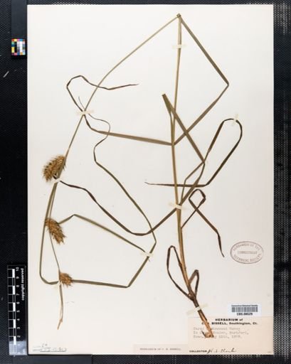 Carex tuckermanii