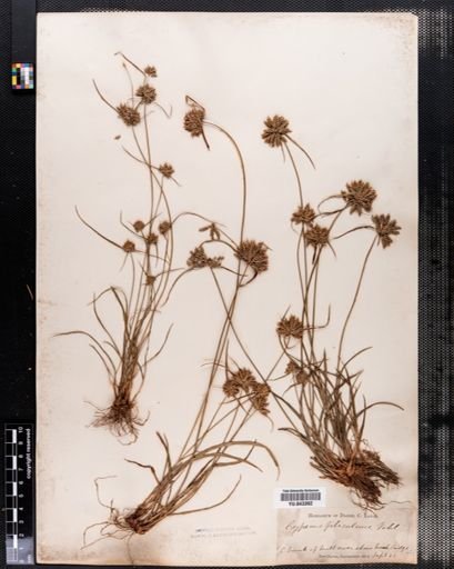 Cyperus filiculmis