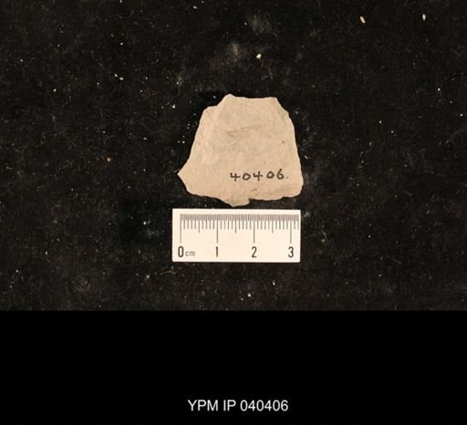 Ephemeroptera