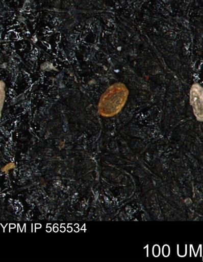 Spirolocammina planula