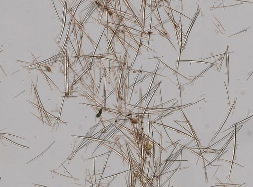Halichondria melanadocia