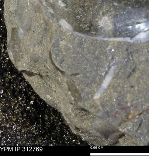 undet. Bivalvia