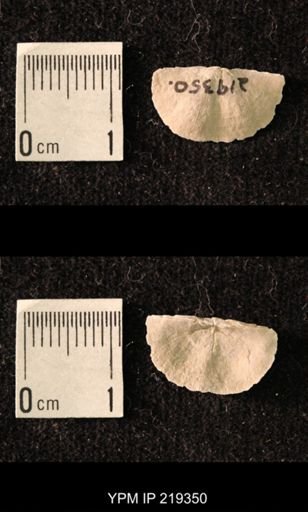 Chonetes granulifer