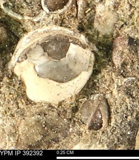 Protocardia subquadrata