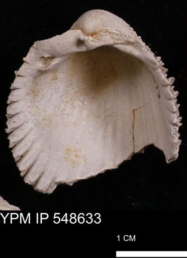 Trachycardium emmonsi