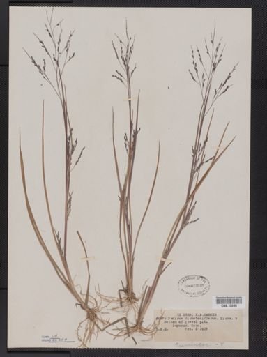 Panicum dichotomiflorum