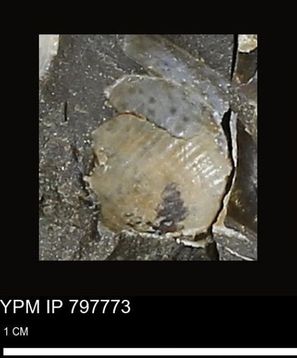 undet. Gastropoda