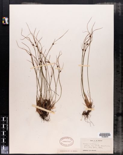 Juncus trifidus