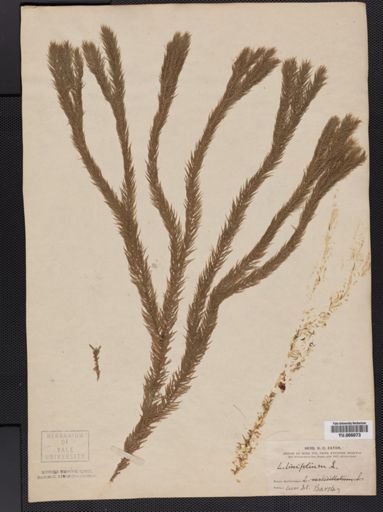 Lycopodium