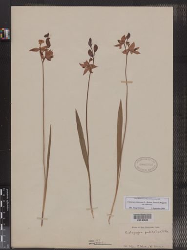 Calopogon pulchellus