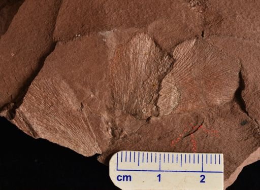 Archaeopteris obtusa