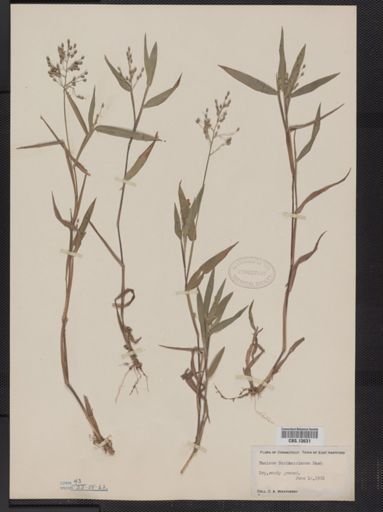 Panicum oligosanthes