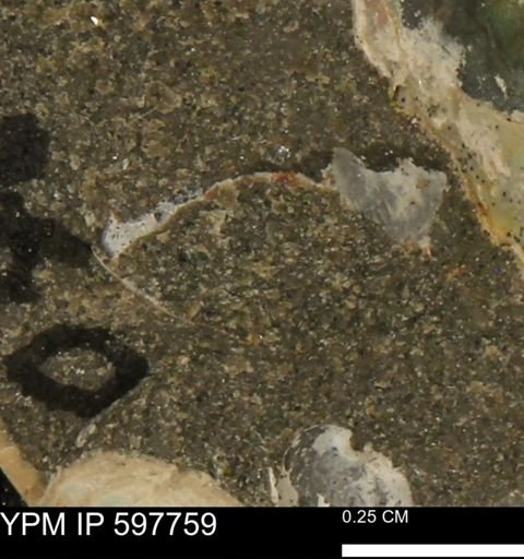 Limopsis striatopunctatus