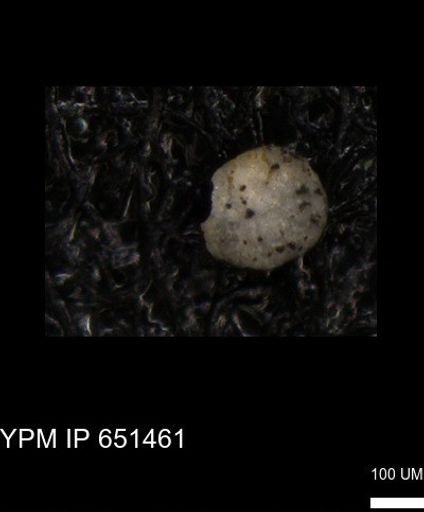 undet. Foraminiferida