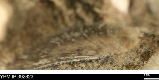 undet. Bivalvia