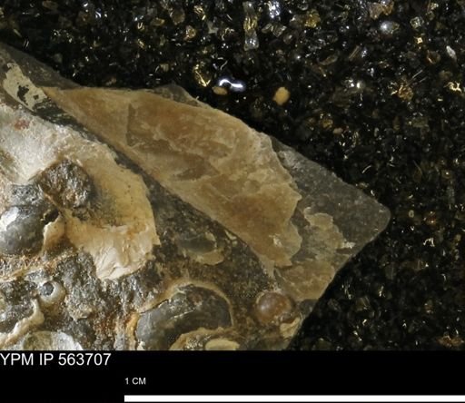 undet. Bivalvia