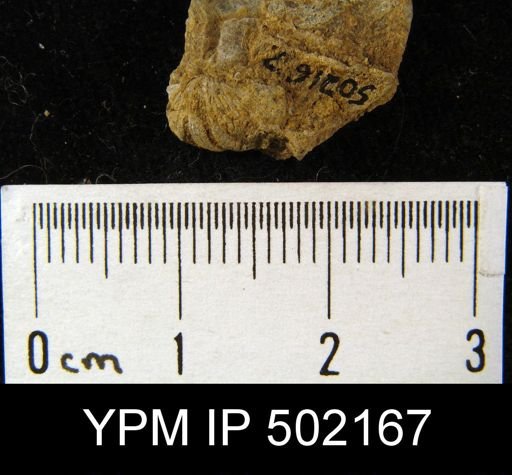 Spiriferina kentuckiensis