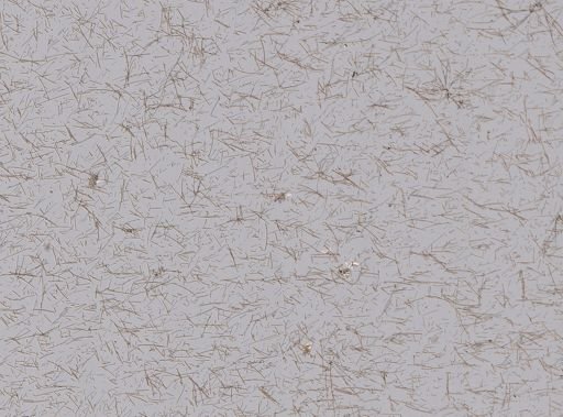 Iotrochota birotulata