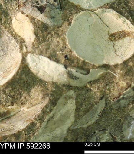 undet. Bivalvia
