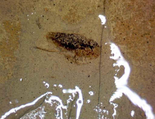 undet. Insecta