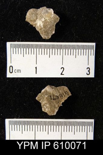 Nucleospira concinna
