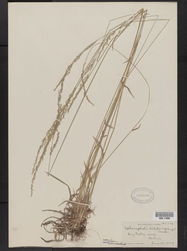 Sphenopholis nitida