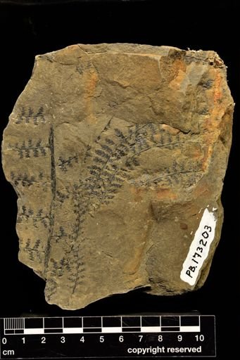 Alloiopteris sp.