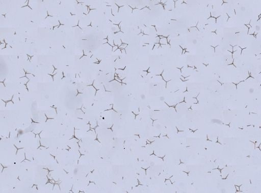 Clathrina coriacea