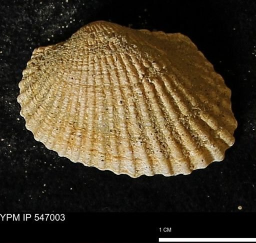 Scapharca transversa