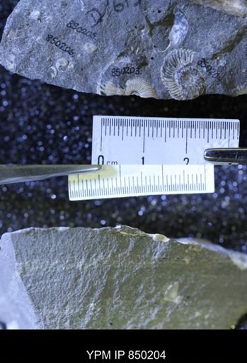 undet. Scaphitidae