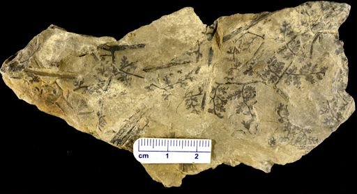 Sphenopteris sp.