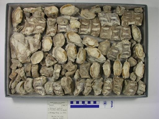 Xiphactinus audax