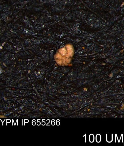 Alveolophragmium linki