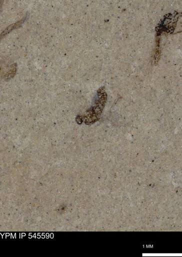 undet. Insecta
