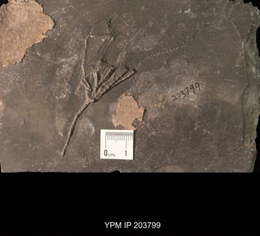 Crinoidea