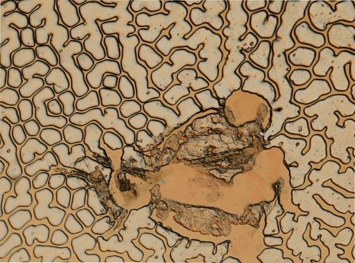 Rathkea octopunctata
