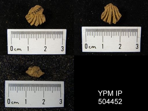 Rhynchotreta sp.