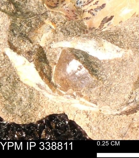 undet. Mollusca