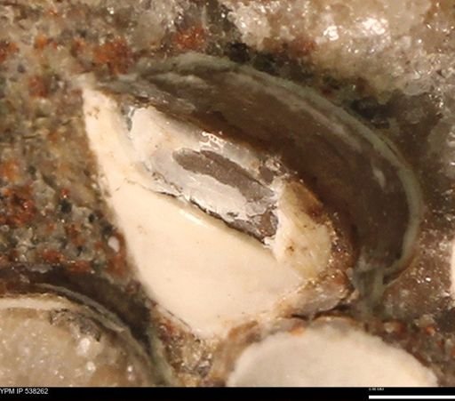 Corbulamella gregaria