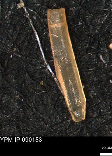 Inoceramus sp.