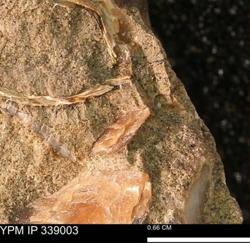 undet. Bivalvia
