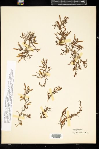 Sargassum