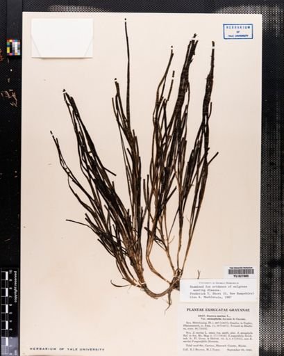 Zostera marina