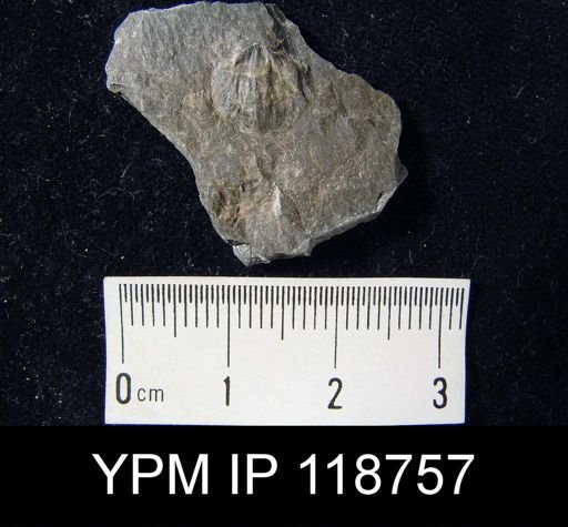 Anoplotheca hemispherica