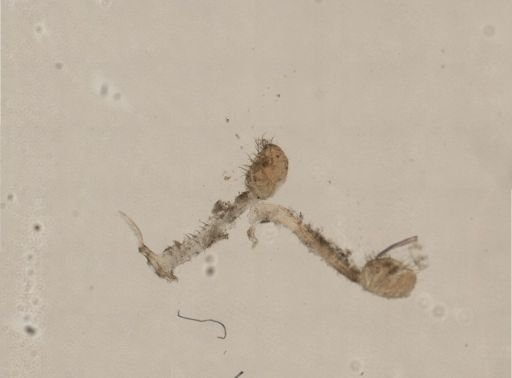 Myosoma