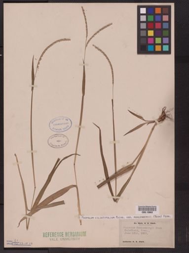 Paspalum ciliatifolium