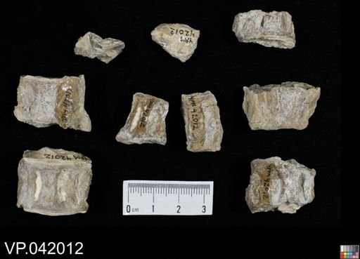 undet. Actinopterygii
