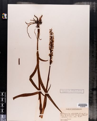 Habenaria
